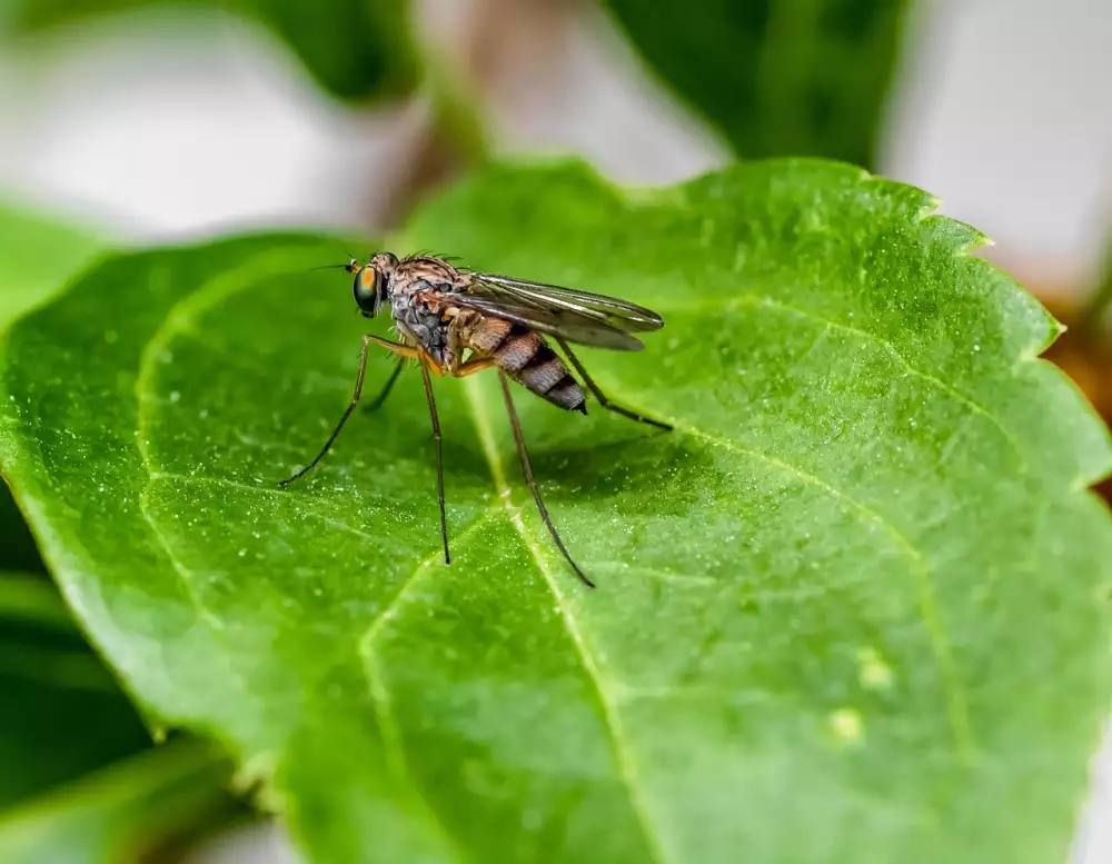 Infekční Mononukleóza Dieta